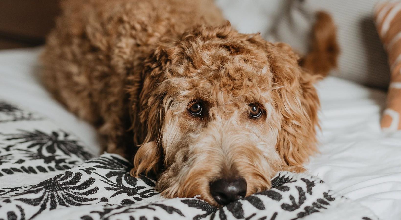 We welcome all your furry friends a dog lying on a bed looking